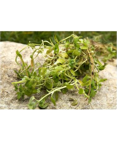 Mixed Native Oxygenating Weed with Lead Weights for 2 Meter Squared of Cover. - Buy Online on GoSupps.com