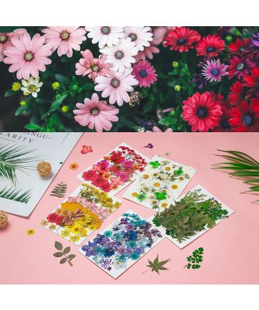 Dried Pressed Flowers 170+ Pcs - Bulk Natural Floral Fillers for Resin Crafts & Jewelry - 5 Color Set - Buy Online on GoSupps.com