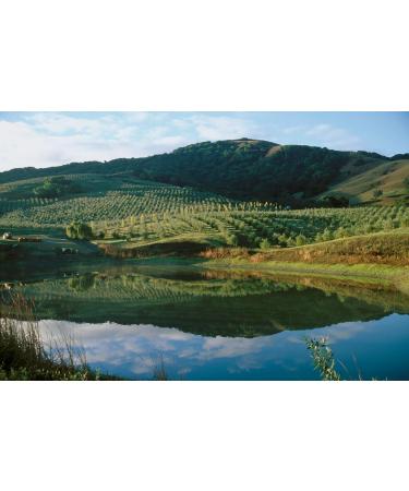 Lip Balm: Kiss of Blush (3-pack) by ODE Olive Oil Beauty Organic EVOO California Made Luxurious Lip balm - Buy Online on GoSupps.com