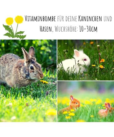 Buy Dandelion Seeds for Rabbits | Premium Wild Herbs Seed Supplement for Rabbits Guinea Pigs & Turtles (10 000 Seeds) - Fast International Shipping - Buy Online on GoSupps.com