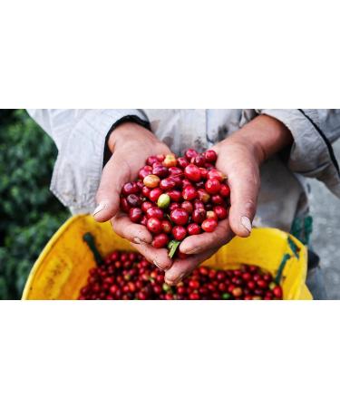  Naturela NATURELA - Organic Coffee Beans - Organic Arabica Coffee - Slow Roasting - Made in France - 1 kg - Buy Online on GoSupps.com