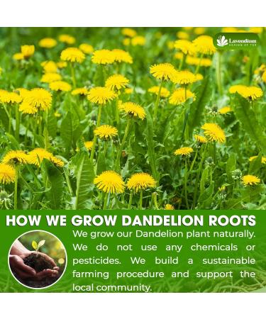 Lavendium Premium 120g Natural Dandelion Root 100% Natural & Pure from Dandelion Root Dandelion Herbal Tea No Additives No Caffeine Vegan - Buy Online on GoSupps.com