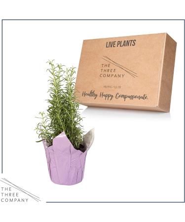 Live Aromatic Rosemary in Decorative Pot - Set of 6 | Healthy and Vibrant Display - Buy Online on GoSupps.com