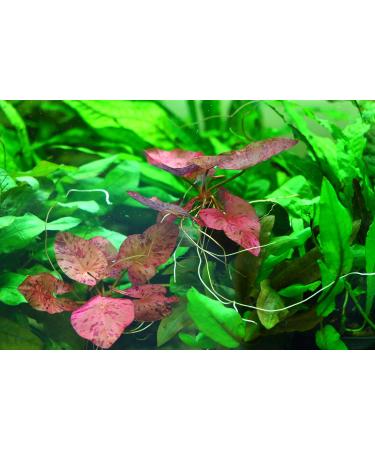 Red Tiger Lotus Bulb - Nymphaea Live Aquarium Plant Tropical Lily Fry Betta Water - Buy Online on GoSupps.com