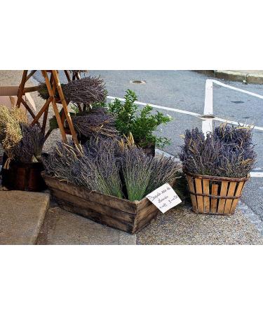 TooGet Natural Lavender Bundles - 400+ Stems Dried Lavender Bunch for Home Decor, Crafts, Wedding - 16-18 Long - Buy Online on GoSupps.com