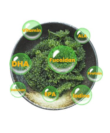 King Umibudo Dehydrated Lato Seaweed 0.7 oz x 4 packs - Sabudo Sea Grapes Green Caviar Superfood - Buy Online on GoSupps.com