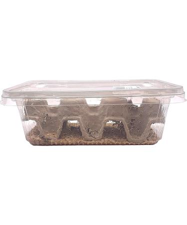 Livefoods4u Medium Locust Live Food (12-20mm) - Perfect for Reptiles - Sustainably bred (Tub of 50) - Buy Online on GoSupps.com