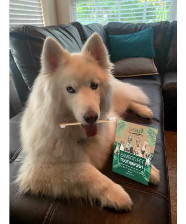 EveEco 4-Pack Bamboo Dog & Pet Toothbrushes- Large & Small Brush Heads - Eliminate Cavities & Bad Breath for Puppies, Cats, Kittens - Buy Online on GoSupps.com