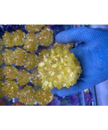 for Novelty Natural Quartz Crystal Purple Ghost Cluster Specimen Cluster Clear Quartz Cluster Gemstones and Crystal dingchi FUZEGRDLI (Color : 8 Size : 400-500g) 400-500g 8