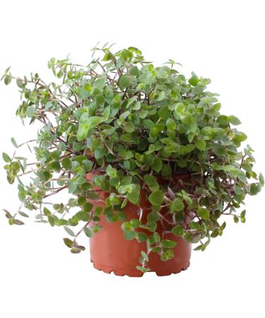 Buy 3X Sch npolster - Callisia repens | Ideal Food Plant for Bearded Dragons Birds Guinea Pigs & Rabbits | International Shipping Available - Buy Online on GoSupps.com