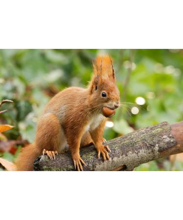 AgnesGP Hazelnuts In Shells for Wild Birds and Squirrels (5Kg Sack Included) - Nutrient-Rich Snack for Your Backyard Friends - Buy Online on GoSupps.com