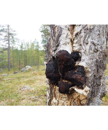 Premium Chaga Extract Drops 50ml - Alcohol-Free & Pure | International Shipping - Buy Online on GoSupps.com
