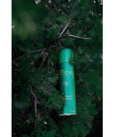 Pino Silvestre Deodorant Body Spray for Men - Long Lasting Sandalwood & Musk Fragrance - 6.7 Oz Cologne - International Shipping Available - Buy Online on GoSupps.com