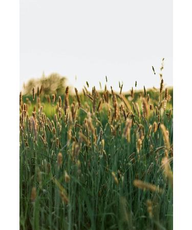 Kamelur Organic Oat Drink Powder 1kg | Instant Oats & Whole Grain Oat Flour | Healthy Vegan Protein - Buy Online on GoSupps.com