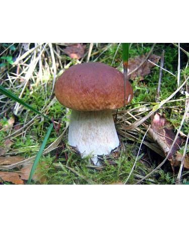 Portal Cool 30 G: Boletus Edulis Fungo Bianco secco Grano micelio 10 G o 30 G Ucraina - Buy Online on GoSupps.com