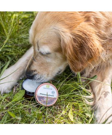 Greenendoor Natural Organic Paws 50ml - Vegan Paw Care for Dogs & Cats | Prevent Cracks & Protect Against Environmental Conditions - Buy Online on GoSupps.com