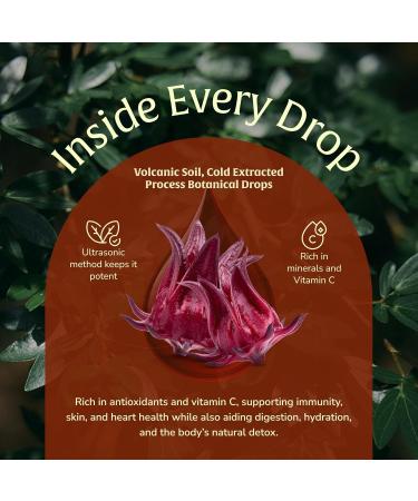Hibiscus Extract 50ml Antioxidant-Rich Flor de Jamaica Liquid | Hibiscus Tea Alternative | GLP-Friendly Plant Based Vegan Non-GMO 50 Servings Hibiscus 1.7 Fl Oz (Pack of 1) - Buy Online on GoSupps.com