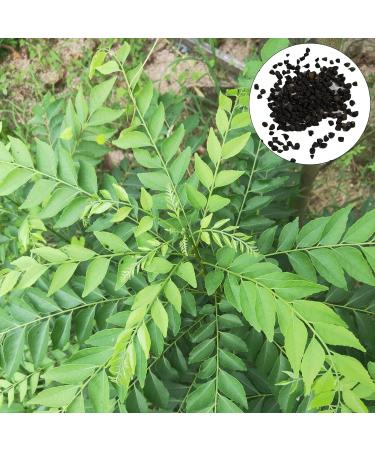 TOYHEART 300pcs Premium Fruit Seeds Easy Care Curry Seeds High Germination Green Indoor Plant Seeds Home Decor Curry Seeds - Buy Online on GoSupps.com