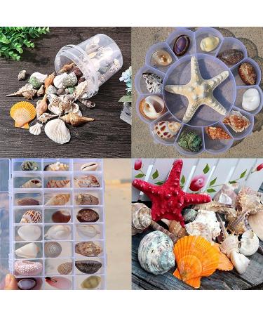 Okllen 2.2 lbs Mixed Beach Seashells Starfish & Large Conch Shells - Ideal for Beach Theme Parties, Fish Tanks, DIY Crafts, Wedding & Home Decor - Buy Online on GoSupps.com