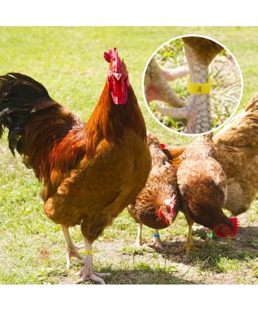 Cywvynyt 48 Multi-Colored Chicken Leg Rings | Numbered Clip-On Poultry Identification Straps for Gamefowl Ducks & Guinea | 20mm - Buy Online on GoSupps.com