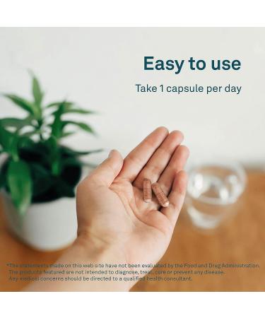 Organika Chanca Piedra 500mg - Urinary Tract & Kidney Support - 90 Vcaps - Buy Online on GoSupps.com