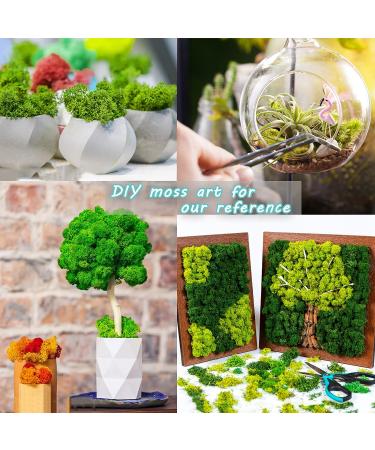14OZ Preserved Reindeer Moss 4 Color Mix for Crafts & Decor - Forest Green/Yellow/Leaves/Grass Green - Home & Office Art - Buy Online on GoSupps.com