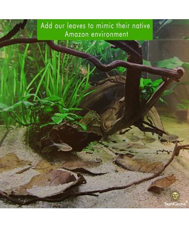 SunGrow Catappa Indian Almond Leaves 8-Inches - Perfect for Freshwater Shrimps and Tropical Fish - Pack of 10 Leaves - Buy Online on GoSupps.com