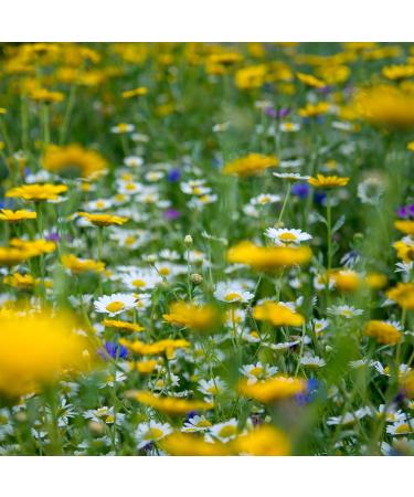 Earthbreath Honey with Bee Bread - Raw Pure Natural - Perga / Ambrosia - Without any artificial additives (400 g) - Buy Online on GoSupps.com