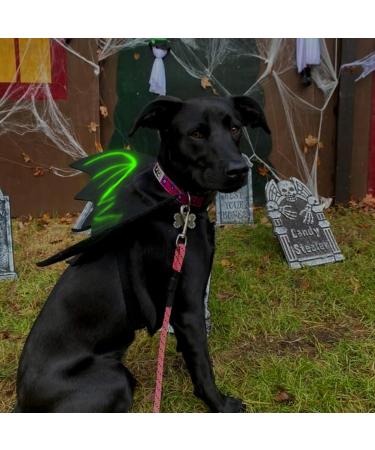 Librnty Bat Wing Dog Costume | Cute Halloween Outfit for Medium Pets | Cosplay & Party Wear - Buy Online on GoSupps.com