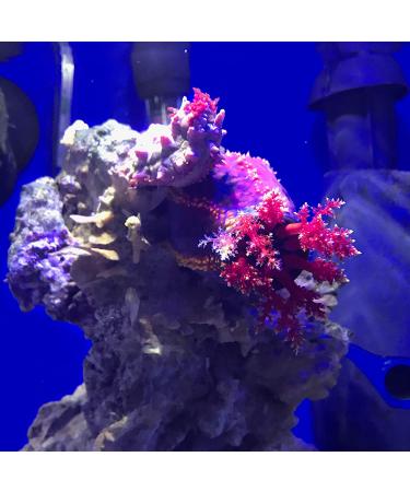 Seachem Prime Fresh & Saltwater Conditioner - Ultimate Detoxifier & Chemical Remover - Buy Online on GoSupps.com