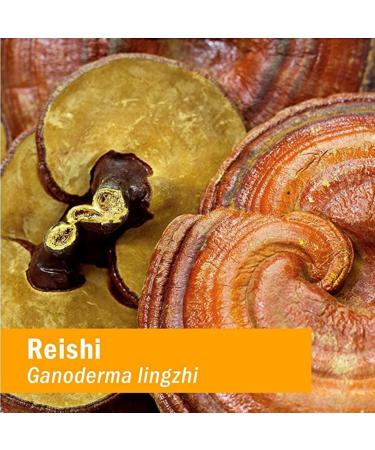 Herb Pharm Reishi Mushroom Extract 1 fl oz (30 ml) - Natural Immune Support - Buy Online on GoSupps.com
