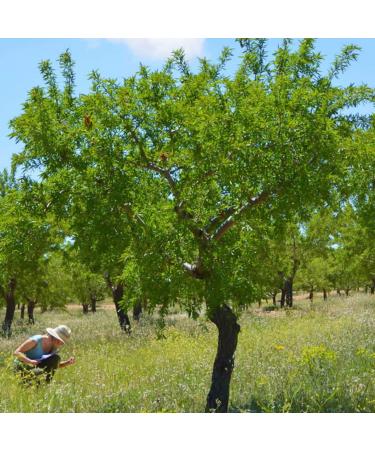 Buy Organic Almond Oil 500ml - Cold Pressed in Black Forest | Spanish Sweet Almonds from Regenerative Agriculture - Buy Online on GoSupps.com
