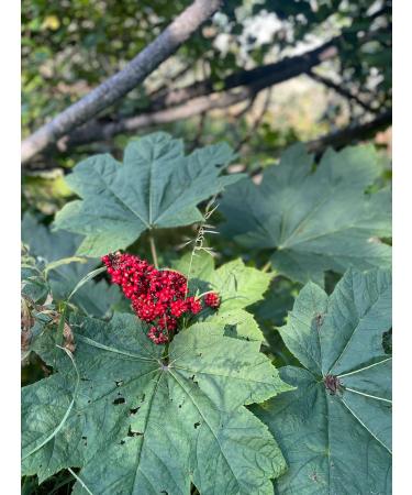 Devil's Club Salve | Arnica Balm | Devil's Club Salve with Arnica 2X Strength | Skin Muscle and Joint Soothing from Nature - Buy Online on GoSupps.com