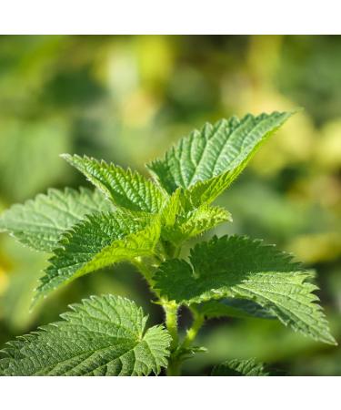 Alpi Investment OOD IDDA Herbal Nettle Tea 125g Dried and Sliced Nettle Leaves Nettle Leaf Tea - Buy Online on GoSupps.com