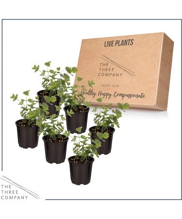 6-Pack Eucalyptus Herb: Natural Air Purifier, Aromatic & Healthy - 8 Tall x 3 Wide - Buy Online on GoSupps.com