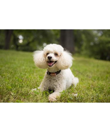 Tickless Mini Dog Ultrasonic Flea & Tick Repeller - Rosegold, Chemical-Free - Buy Online on GoSupps.com