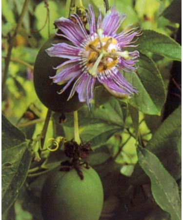 Passion Flower 1 oz (Wildcrafted) PHS - Buy Online on GoSupps.com