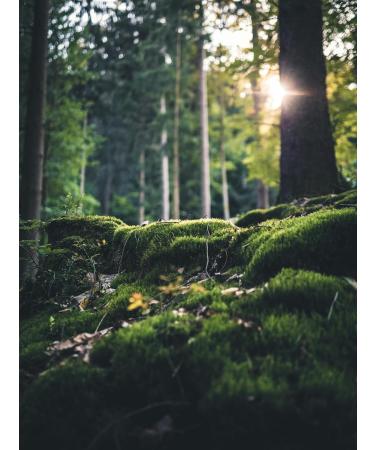 L-Carnitine Tartrate Dietary Supplements - 360 Vegan Tablets 900mg - No Magnesium Stearate - Made in Germany | International Shipping - Buy Online on GoSupps.com