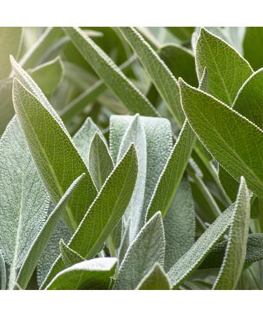 Weleda Bio Sage Gums Balm - Natural Dental Care for Sensitive Gums (30 ml) | Mild Toothpaste for Fresh Breath - Buy Online on GoSupps.com