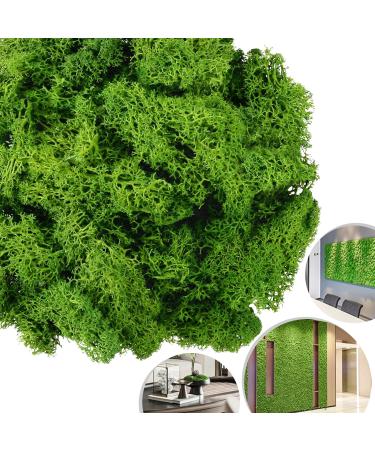 TKOnline Moss Preserved, Green Moss for Fairly Gardens, Preserved Moss for Potted Plants, DIY Craft, Floral Project, Wedding, 4 OZ