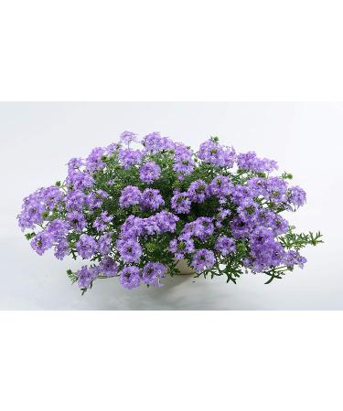 Potseed Flower Seeds HeraS Tears Hybrid Seeds Blue Flowering Garden Plant Seeds Home Garden Seeds Eco Pack Potseed Flower Seeds - Buy Online on GoSupps.com
