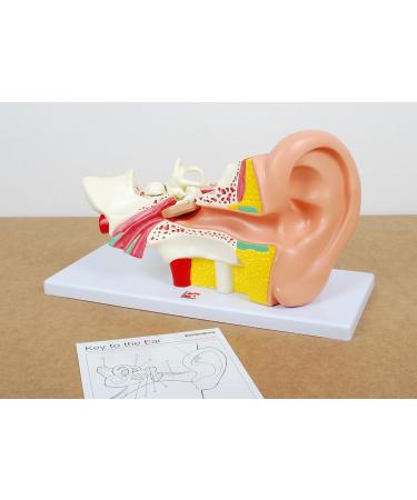 Buy TickiT 03105 Human Ear Model - 4x Life Size Anatomy Model for Education | International Shipping Available - Buy Online on GoSupps.com