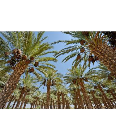 Medjoul dates from Saudi Arabia Nejd Region Resealable Bag 300g - Buy Online on GoSupps.com