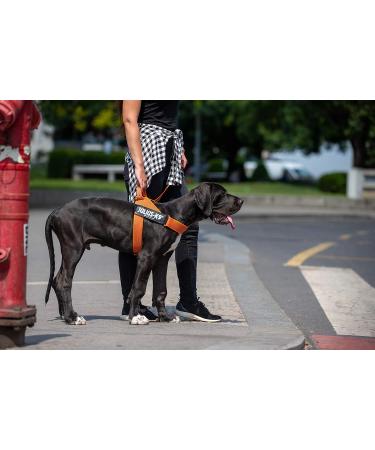 Shop Julius-K9 2XL/3 Orange-Grey Belt Harness | Durable & Stylish Dog Gear - International Shipping Available - Buy Online on GoSupps.com