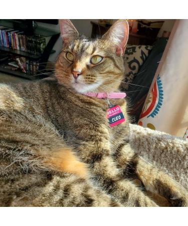 Pupeck Soft Leather Cat Collar Set - 2 Pieces with Bell for Kittens | Multiple Colors | Adjustable 22.1-26cm - Buy Online on GoSupps.com