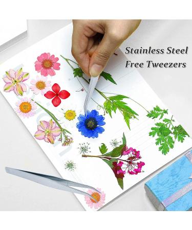 Heisenlin Dried Pressed Flower 60PCS Blue Natural Real Daisy Flowers with Forceps - DIY Crafts, Resin Jewelry, Soap, Scrapbooking - Nail Pendant Decoration - Buy Online on GoSupps.com