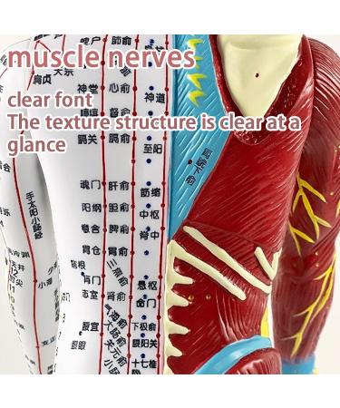 Acupuncture Male Model(Height 23.6 Inches) Half Skin and Half Bone Human Acupoint Model/PVC Material 360 Rotating Arm+Base Digital Positioning+Color Meridians for Reference A - Buy Online on GoSupps.com