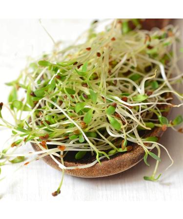 Organic Certified Alfalfa Sprout Seeds - 16 Oz - Perfect for Sprouting - Buy Online on GoSupps.com