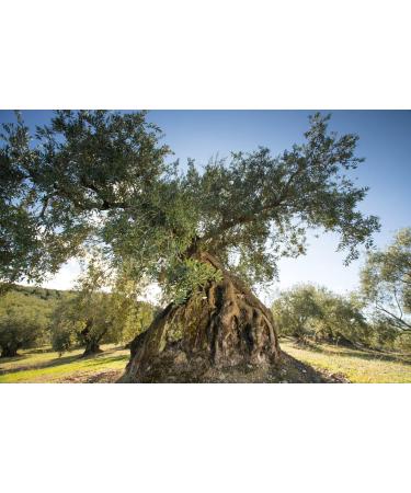 Carbonell Virgin Olive Oil 3L 1 Unit - Buy Online on GoSupps.com