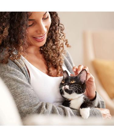 Rachael Ray Nutrish Indoor Complete Cat Food - Chicken, Lentils & Salmon 14lbs - Buy Online on GoSupps.com